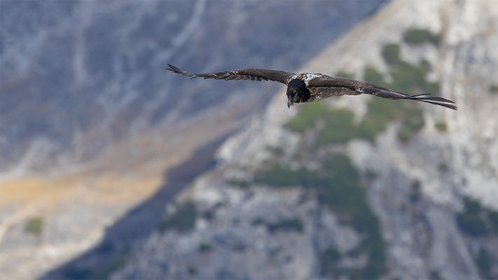 Bartgeier, momente-der-schoepfung.ch
