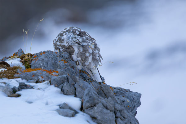 Alpenscheehuhn, momente-der-schoepfung.ch