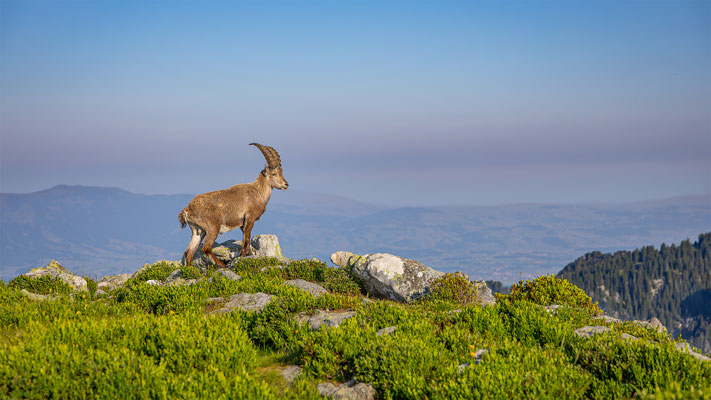 Alpensteinbock, momente-der-schoepfung.ch