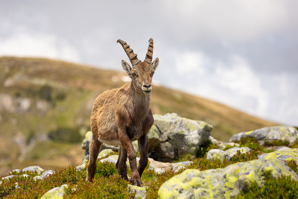 Alpensteinbock, momente-der-schoepfung.ch
