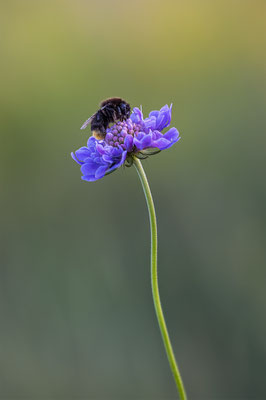 Hummel, momente-der-schoepfung.ch