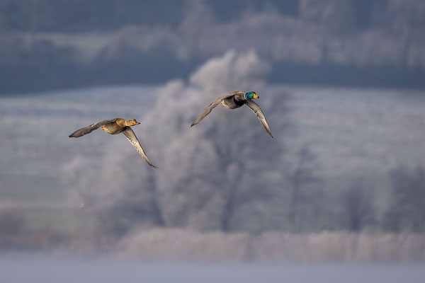 Stockente, momente-der-schoepfung.ch