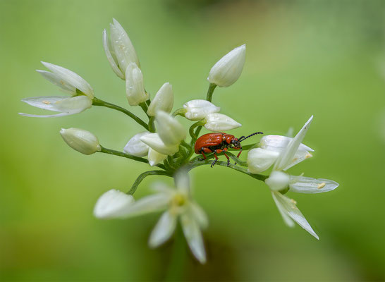 Maiglöckchenhähnchen, momente-der-schoepfung.ch