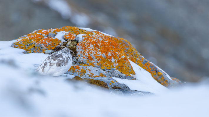 Alpenscheehuhn, momente-der-schoepfung.ch