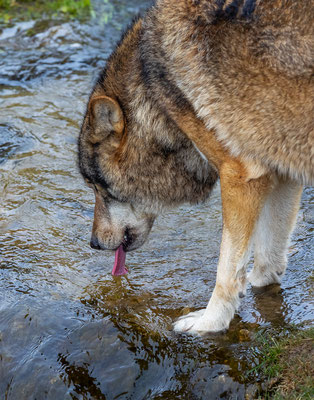 Europäischer Wolf Tierpakt Arth Goldau, momente-der-schoepfung.ch