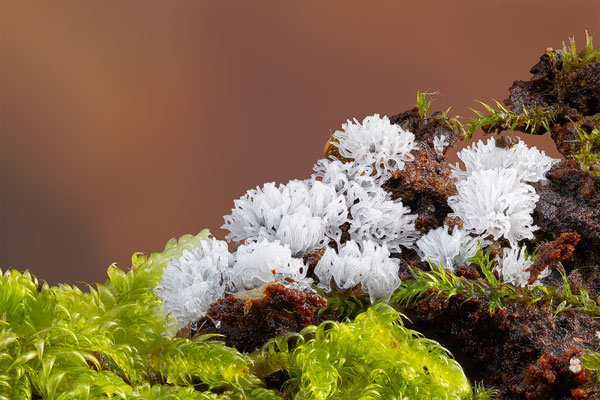 Myxomyceten Schleimpilz, Ceratiomyxa fruticulosa var. Porioides, ABM2:1, momente-der-schoepfung.ch