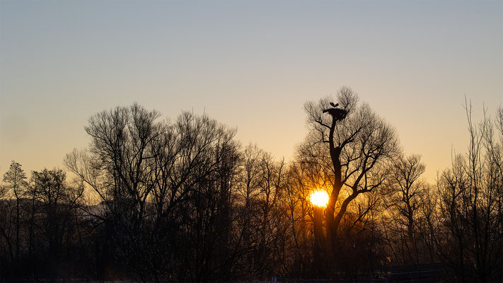 Storch, momente-der-schoepfung.ch