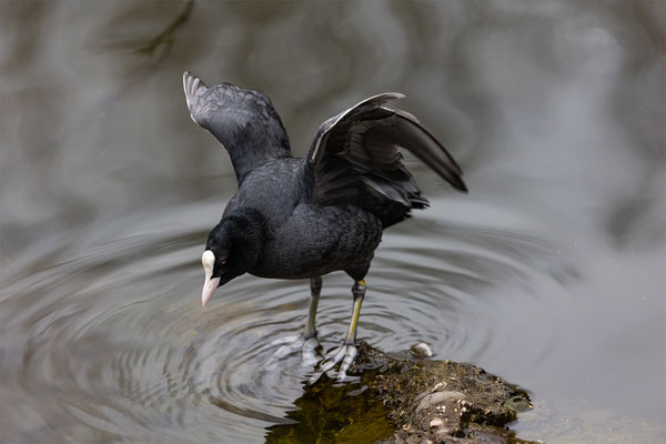 Blässhun Tierpakt Arth Goldau, momente-der-schoepfung.ch