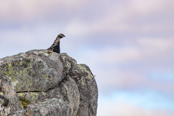 Birkhahn, momente-der-schoepfung.ch