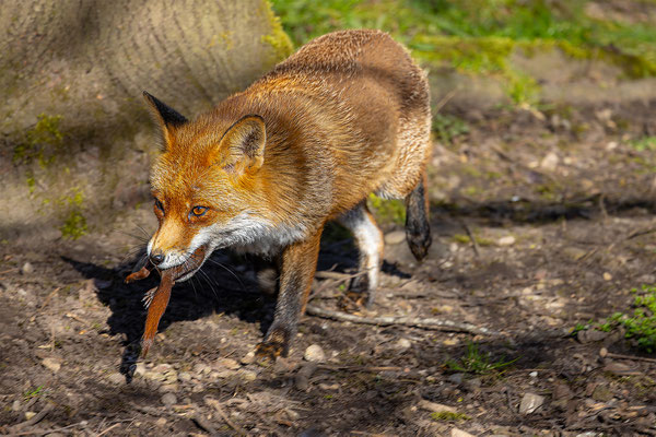Fuchs, momente-der-schoepfung.ch