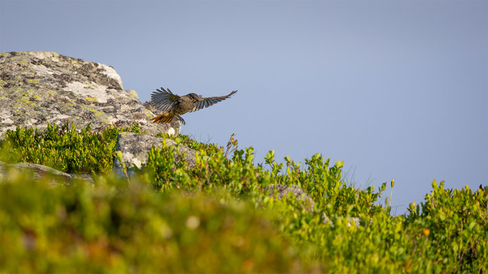 Hausrotschwanz,momente-der-schoepfung.ch