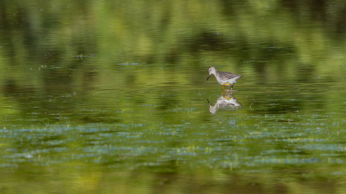 Bruchwasserläufer, momente-der-schoepfung.ch