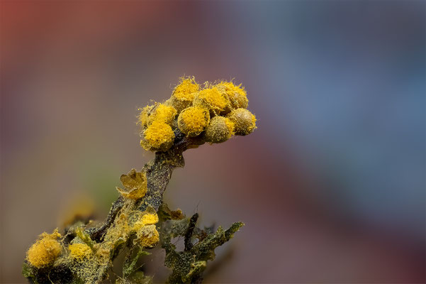 Myxomyceten Schleimpilz, Tricia verrucosa, ABM3:1, momente-der-schoepfung.ch