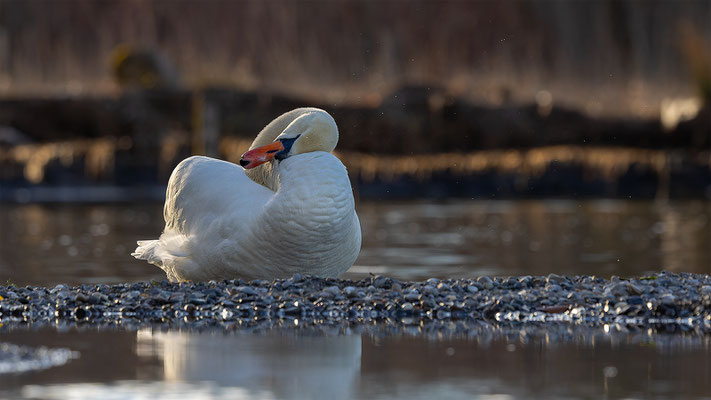 Höckerschwan, momente-der-schoepfung.ch