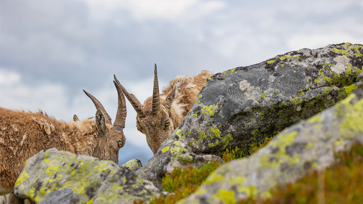 Alpensteinbock, momente-der-schoepfung.ch