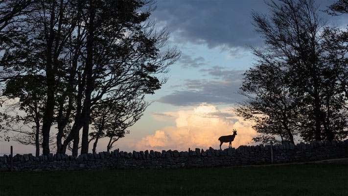 Alpensteinbock, momente-der-schoepfung.ch