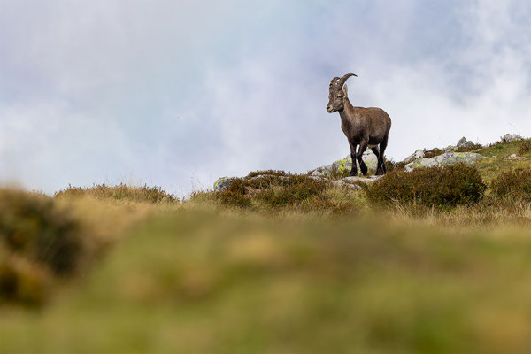 Alpensteinbock, momente-der-schoepfung.ch