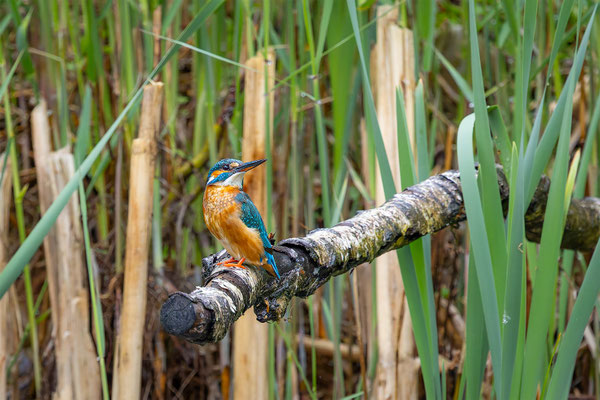 Eisvogel, momente-der-schoepfung.ch