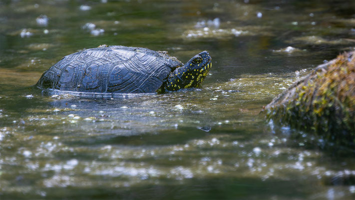 Europä. Schumpfschildkröte, momente-der-schoepfung.ch