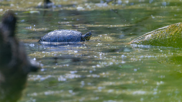 Europä. Schumpfschildkröte, momente-der-schoepfung.ch