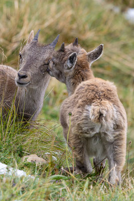 Alpensteinbock, momente-der-schoepfung.ch