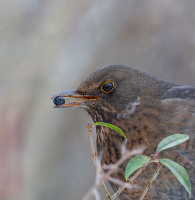 Amsel, momene-der-schoepfung.ch