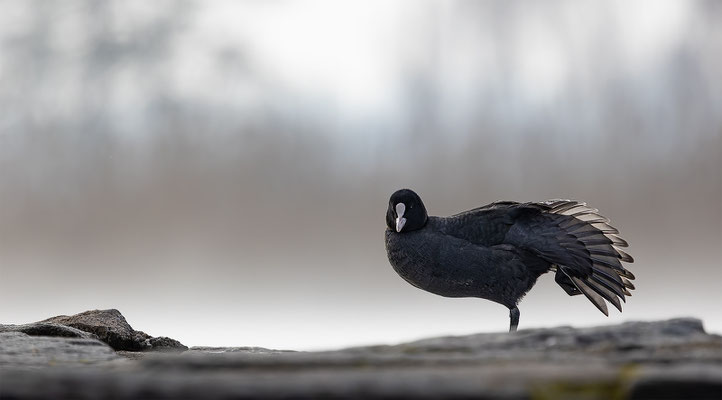 Blässhuhn, momente-der-schoefpung.ch