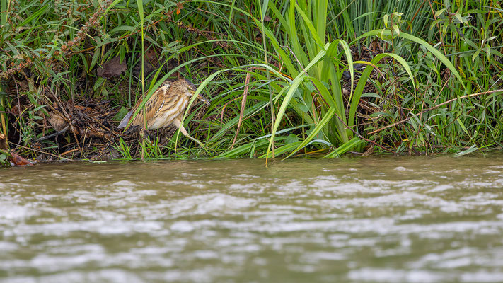 Zwergdommel, momente-der-schoepfung.ch