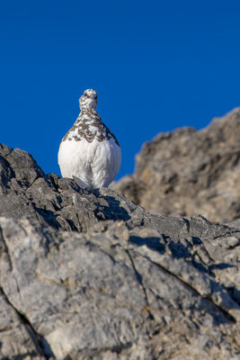 Alpenscheehuhn, momente-der-schoepfung.ch