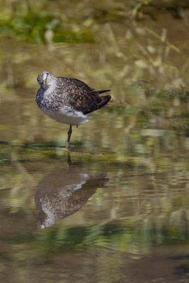 Waldwasserläufer, momente-der-schoepfung.ch