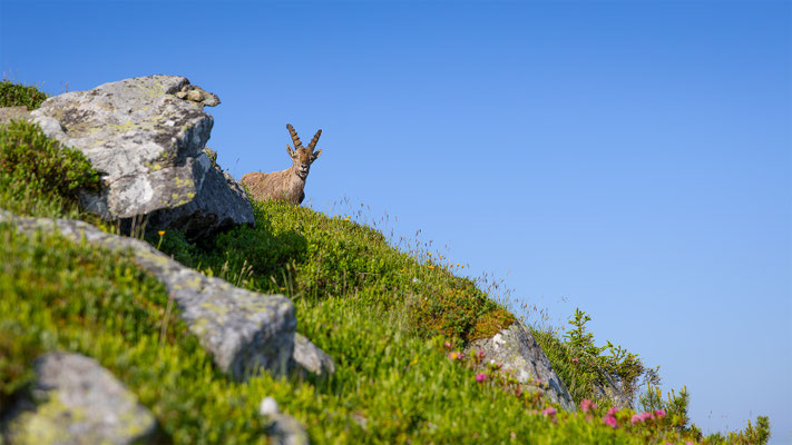 Alpensteinbock, momente-der-schoepfung.ch