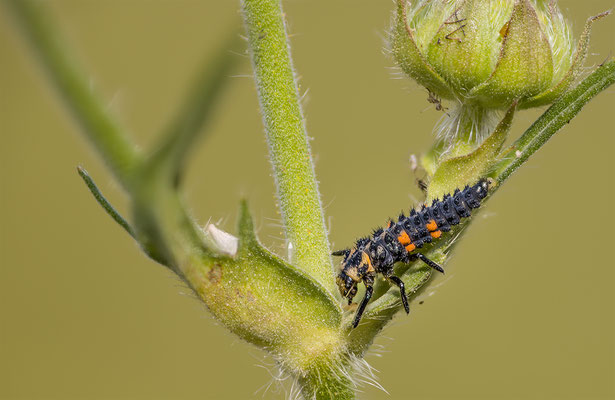 Larve marienkäfer, momente-der-schoepfung.ch