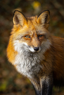 Fuchs, Tierpakt Arth Goldau, momente-der-schoepfung.ch