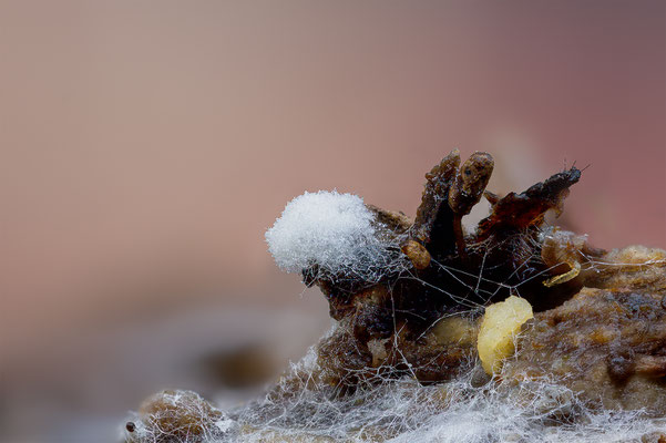 Myxomyceten Schleimpilz, ABM5:1, momente-der-schoepfung.ch