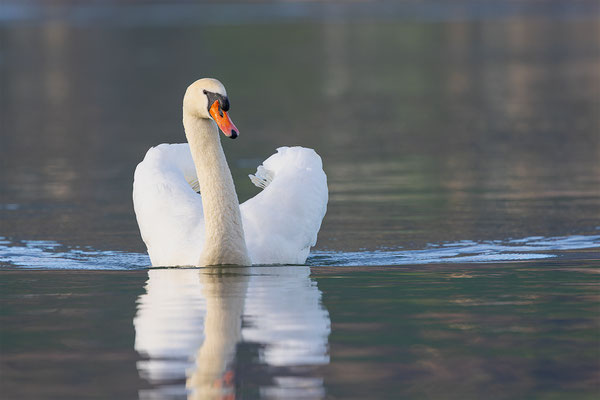Höckerschwan, momente-der-schoepfung.ch