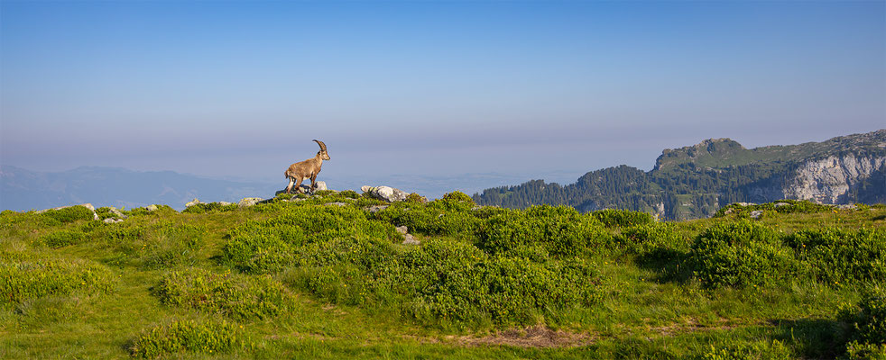 Alpensteinbock, momente-der-schoepfung.ch