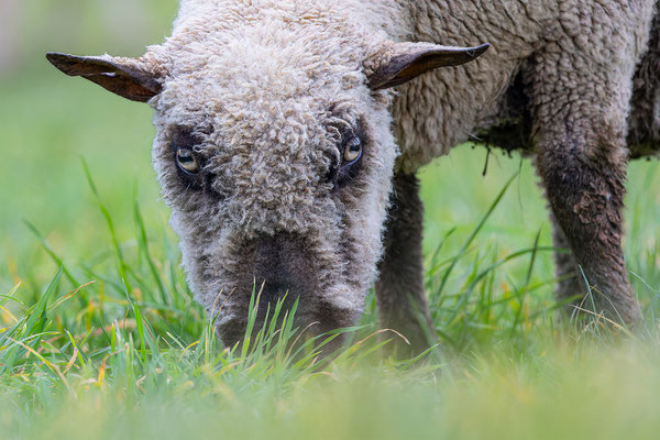 Schaf, momente-der-schoepfung.ch