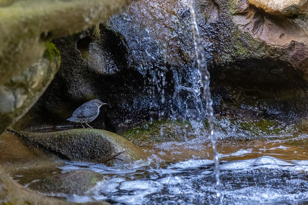 Wasseramsel, momente-der-schopfung.ch