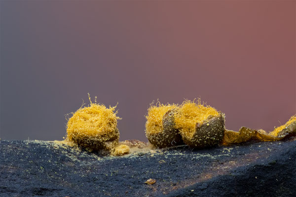Myxomyceten Schleimpilz, Trichia scabra, ABM6:1, momente-der-schoepfung.ch