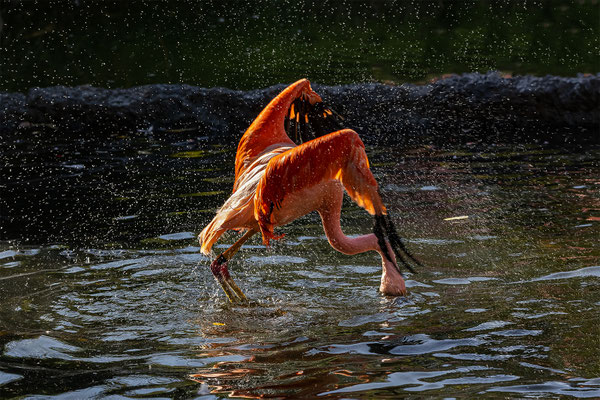 Flamingo, Zürcher Zoo, momente-der-schoepfung.ch