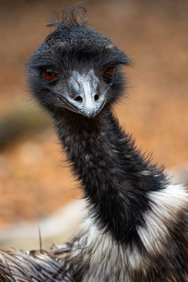 Gross Emu, Zürcher Zoo, momente-der-schoepfung.ch