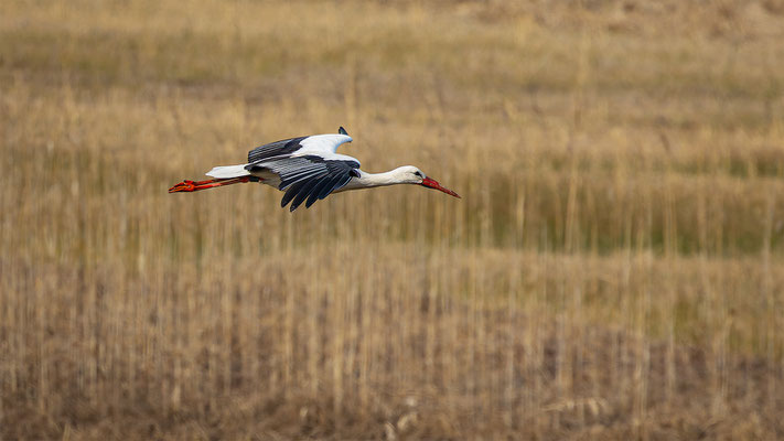 Storch, momente-der-schoepfung.ch