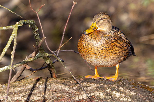 Stockente, momente-der-schoepfung.ch