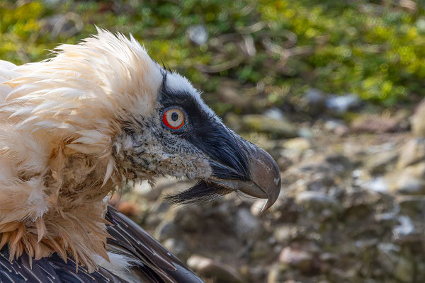 Gänsegeier, Tierpakt Arth Goldau, momente-der-schoepfung.ch