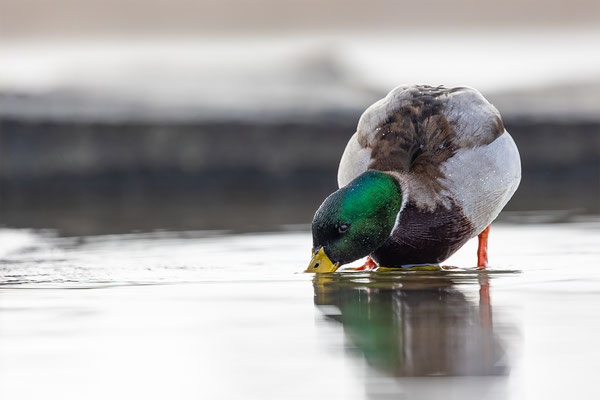 Stockente, momente-der-schoepfung.ch