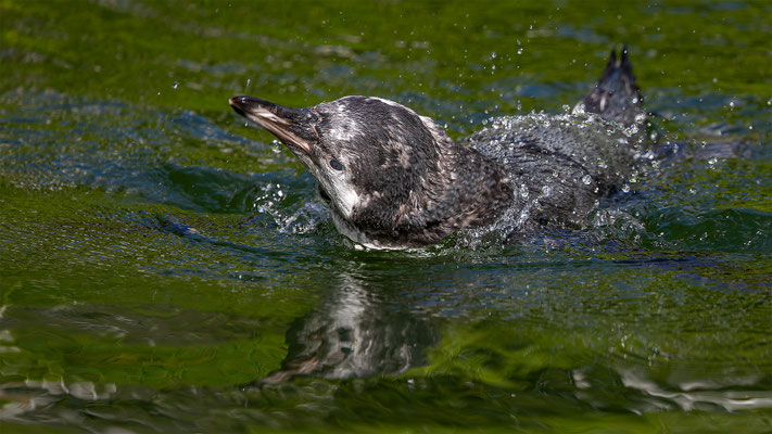 Humboldpinguin, Zürcher Zoo, momente-der-schoepfung.ch