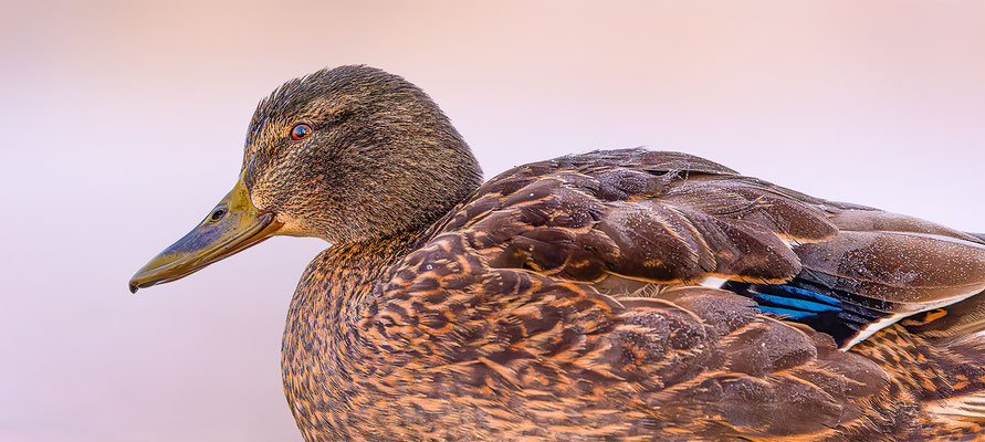 Stockente, momente-der-schoepfung.ch