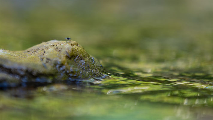 Fliege, momente-der-schoepfung.ch