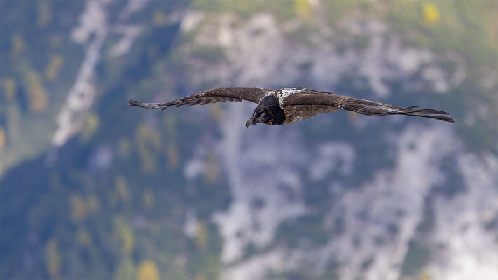 Bartgeier, momente-der-schoepfung.ch