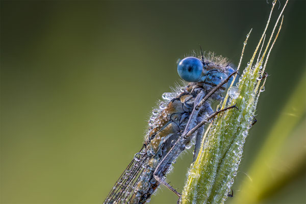 Blaue Federlibelle, momente-der-schoepfung.ch